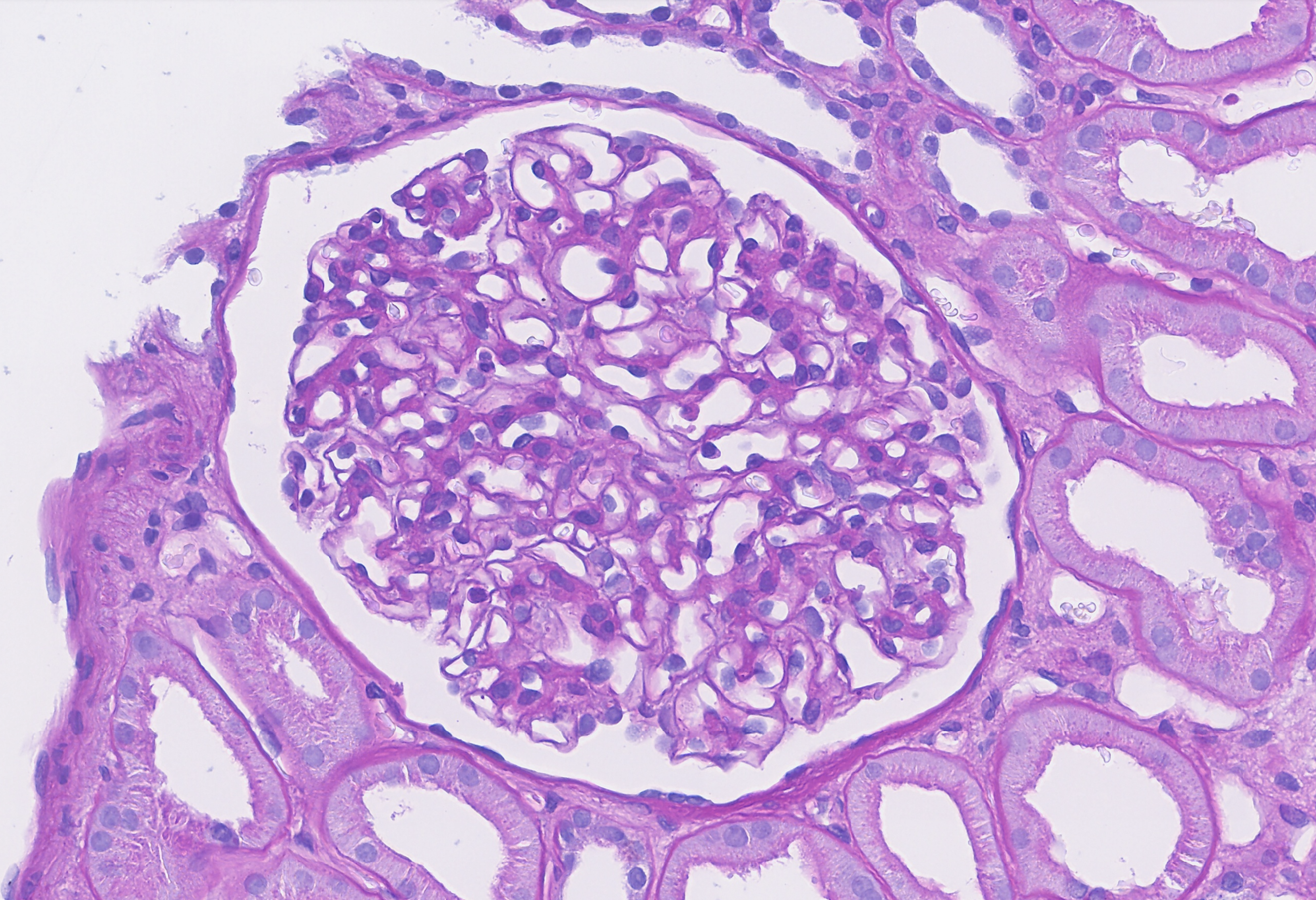 Glomeruli thumbnail